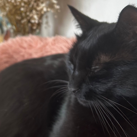 Les Chats : ces compagnons Mystérieux et Envoûtants