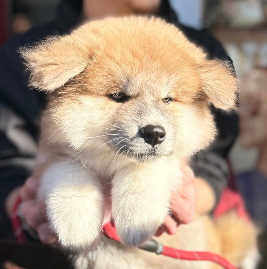 Immortalisez l'Amour pour votre Chien avec un bijou unique en résine